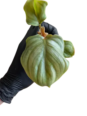 Baby Philodendron plowmanii