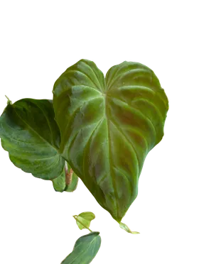Baby Philodendron verrucosum