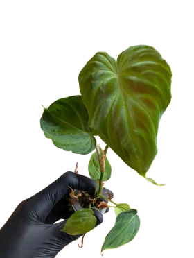Baby Philodendron verrucosum 2