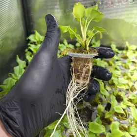 Baby Philodendron xanadu 6