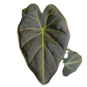 Baby Alocasia Odora Regal Shields