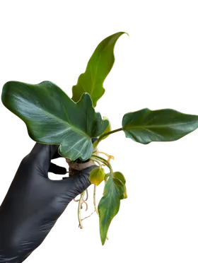 Baby Philodendron xanadu 2