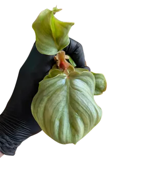 Baby Philodendron plowmanii 2