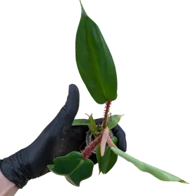 Baby Philodendron squamiferum