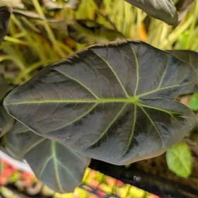 Baby Alocasia 'Regal Shields' 3