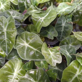 Baby Alocasia 'Dwarf Amazonica' 8