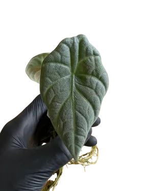 Baby Alocasia 'Maharani'