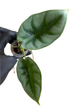 Baby Alocasia reversa 2