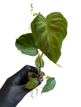 Baby Philodendron verrucosum 3