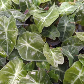 Baby Alocasia 'Dwarf Amazonica' 6