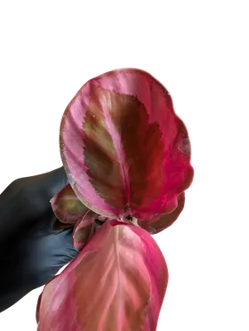 Baby Calathea roseopicta Red Mojo