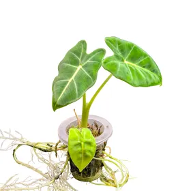 Baby Alocasia micholitziana Frydek 5