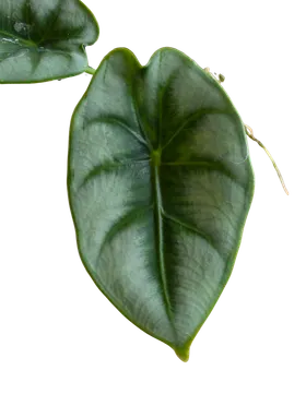 Baby Alocasia reversa