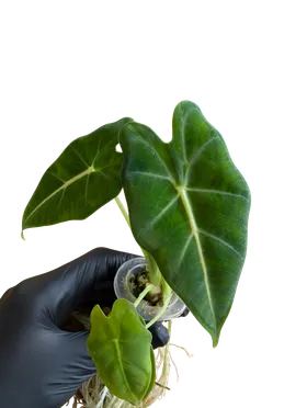 Baby Alocasia micholitziana Frydek 3