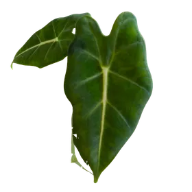 Baby Alocasia micholitziana Frydek 2