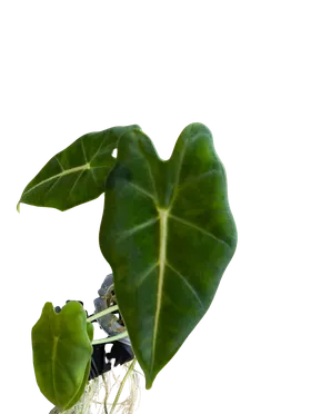 Baby Alocasia micholitziana Frydek 4