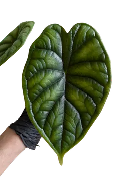 Baby Alocasia baginda 'Dragon Scale' + selbstbewässernder Übertopf