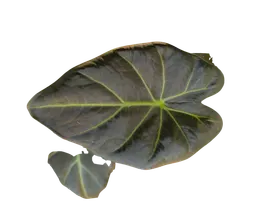 Baby Alocasia 'Regal Shields' 2