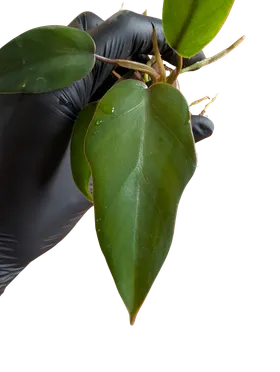 Baby Philodendron selloum mayoi