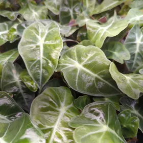 Baby Alocasia 'Dwarf Amazonica' 4