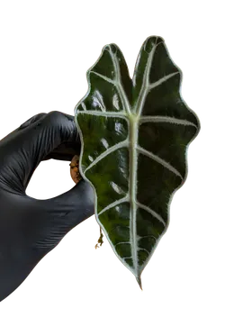 Baby Alocasia 'Dwarf Amazonica'