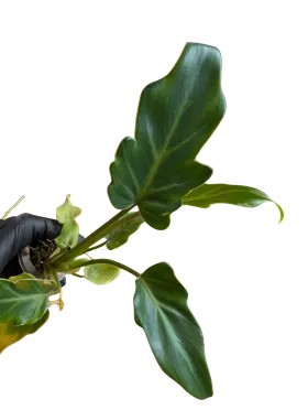 Baby Philodendron xanadu