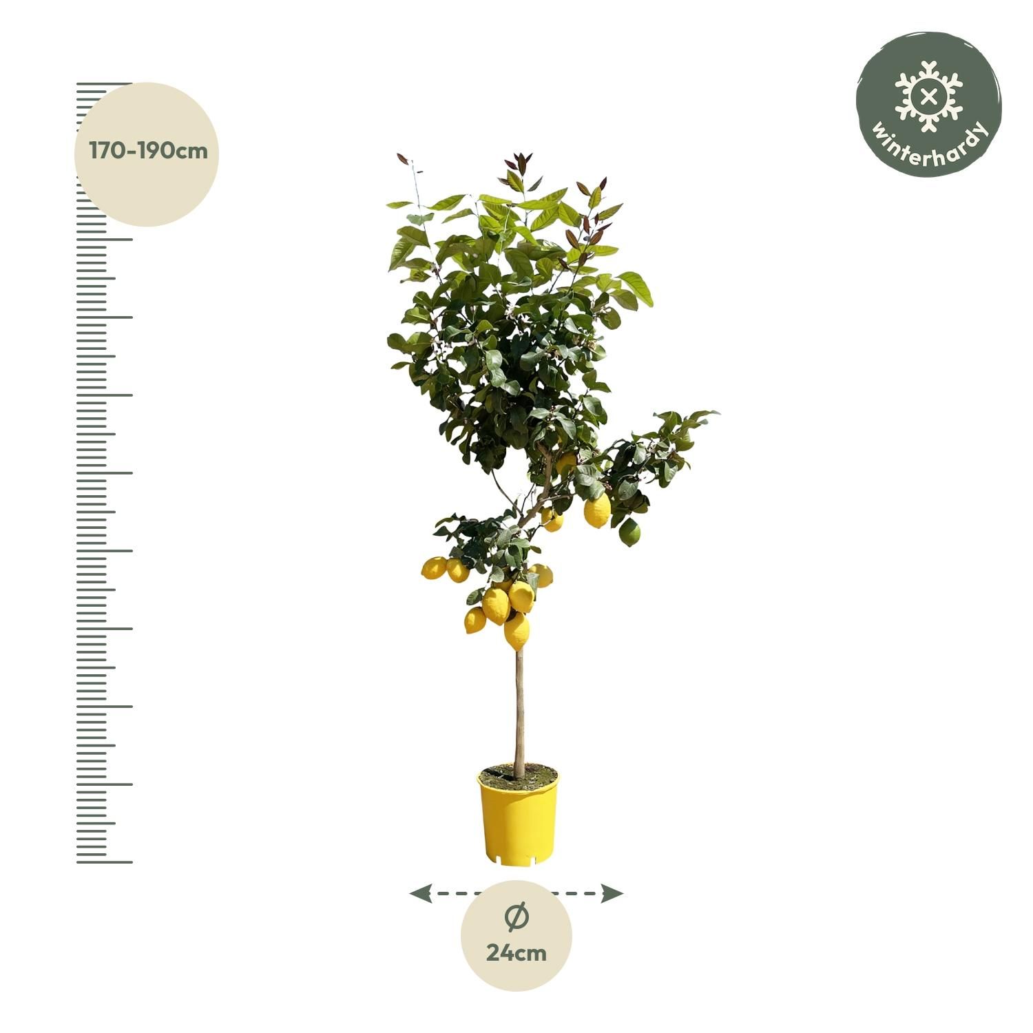 Zitronenbaum