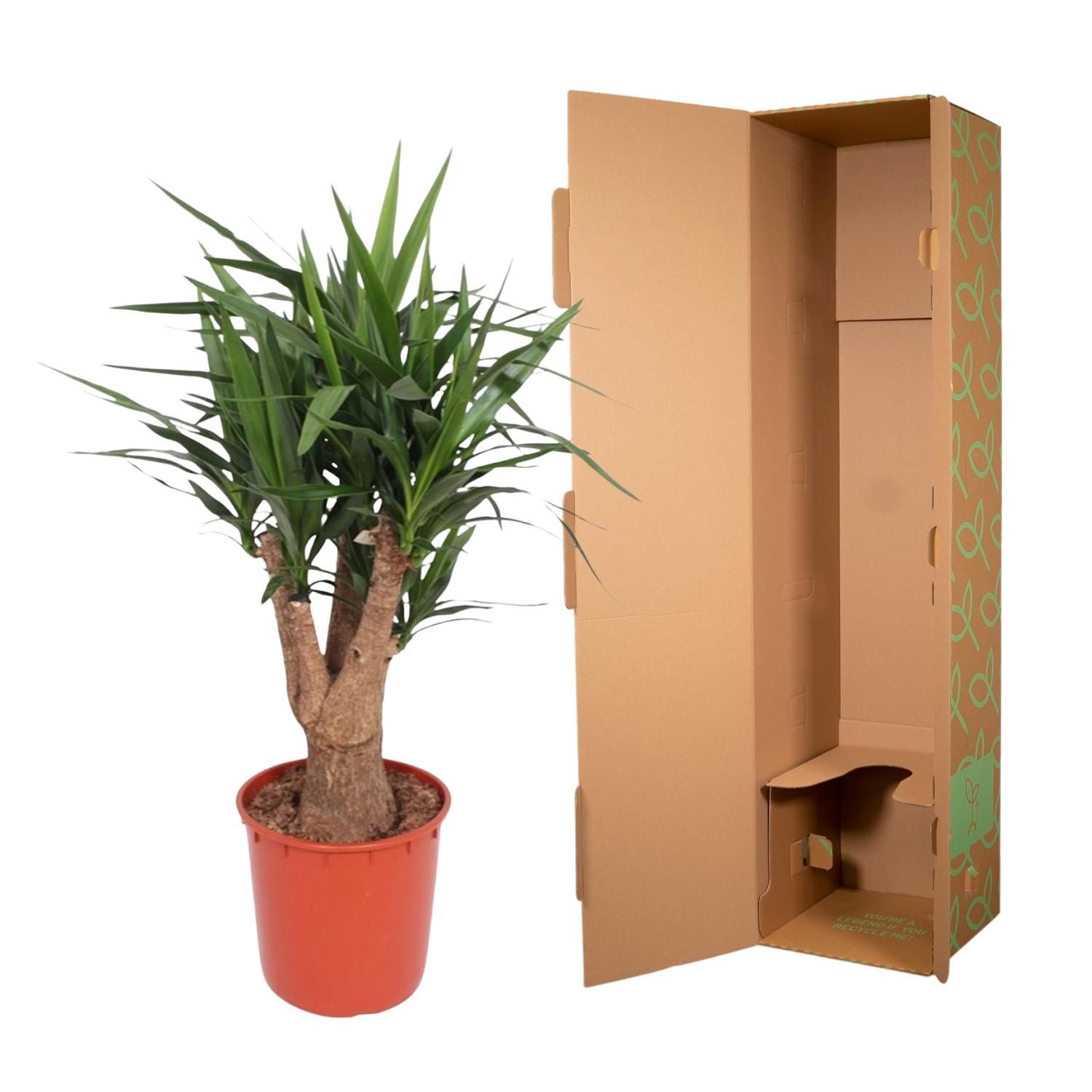 Yucca Elephantipes Zimmerpflanze mit verzweigtem Stamm