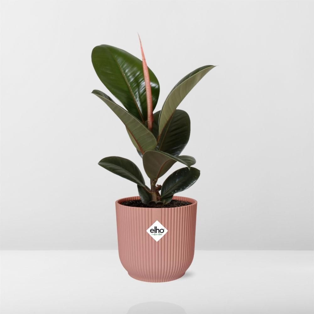 Ficus Elastica Robusta Zimmerpflanze in ELHO Vibes Fold Topf