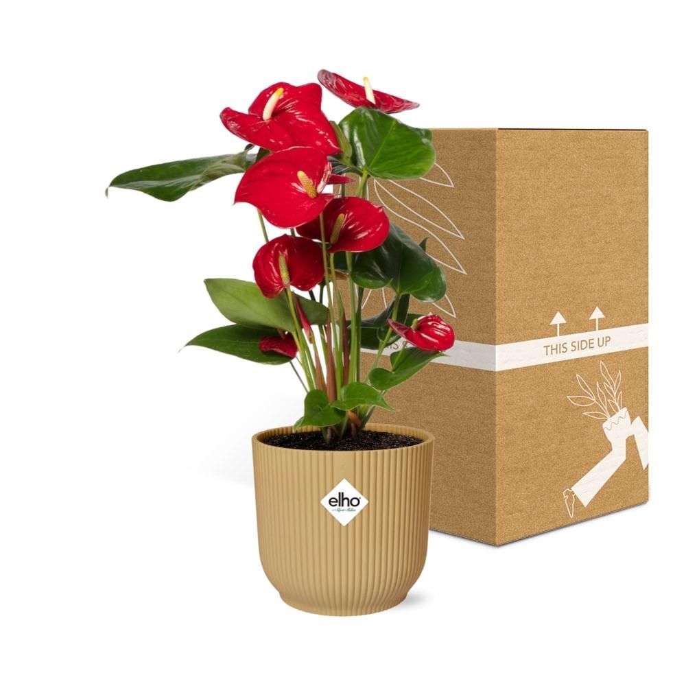 Anthurium Rotes Herz in Gelbem ELHO Vibes Fold Übertopf
