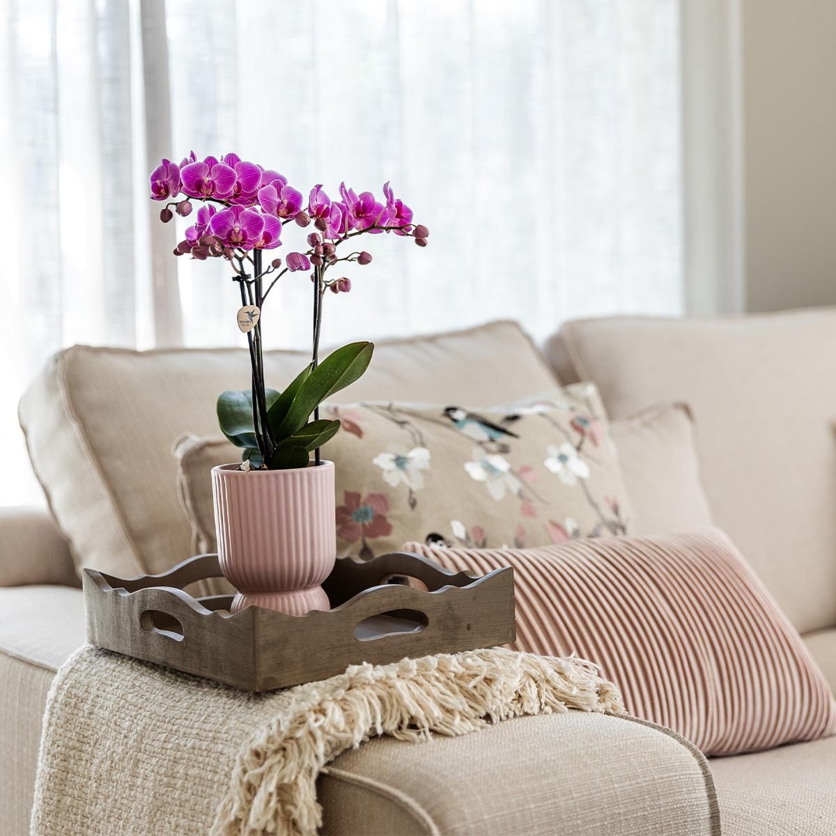 Phalaenopsis Orchidee – Rosa Lila – Ø9cm Topf