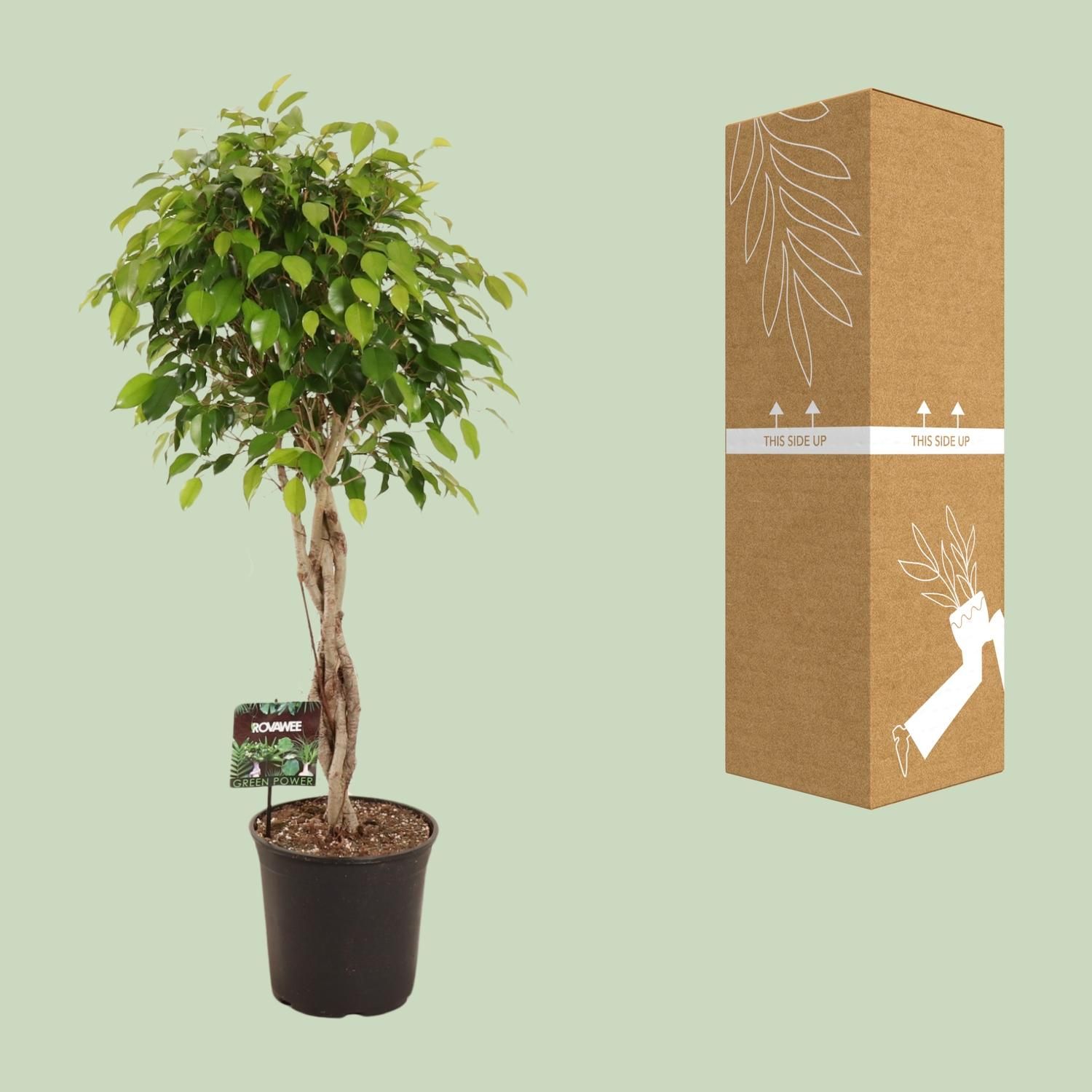 Ficus Benjamina Exotica Zimmerpflanze