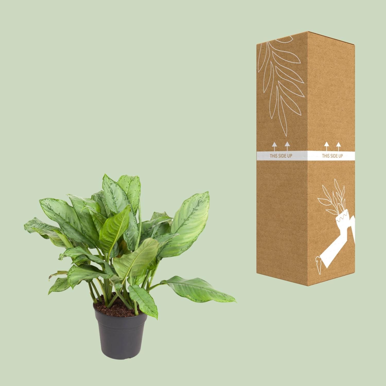 Aglaonema Zimmerpflanze mit eleganten Blättern