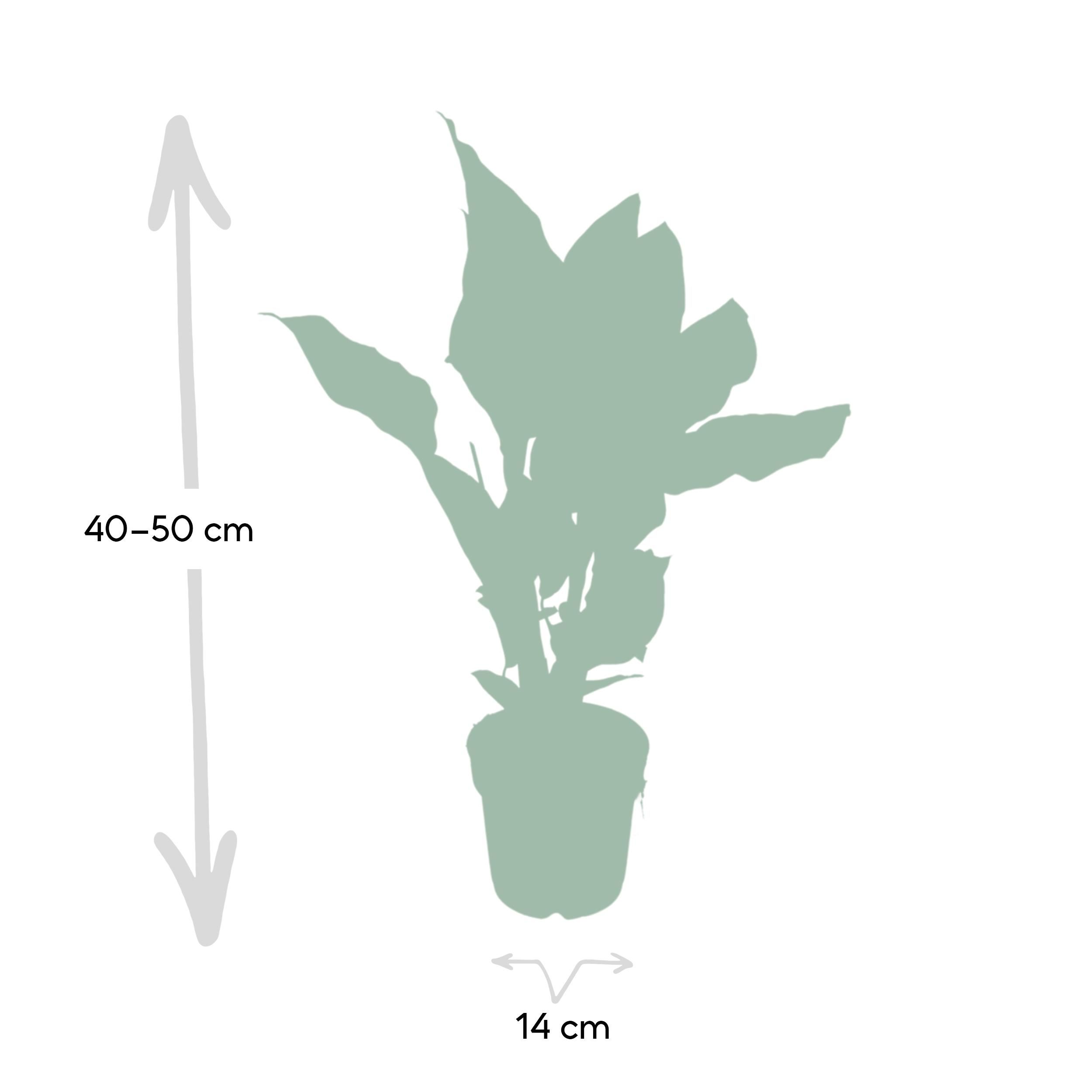 Calathea Ornata Zimmerpflanze