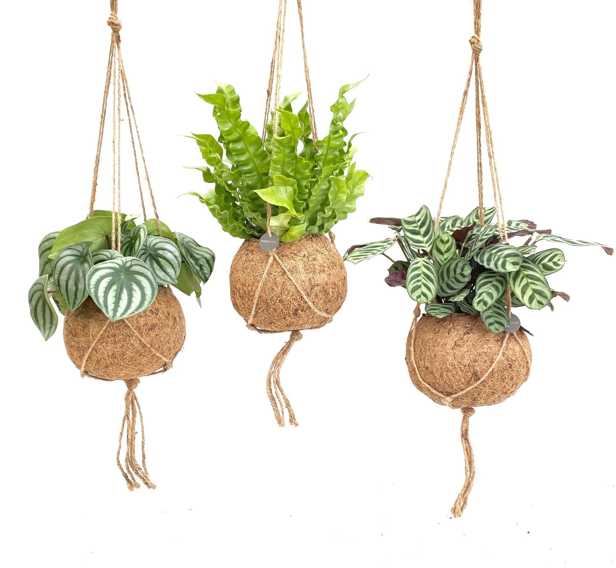 Kokodama Jungle Mix – 3 Pflanzen – Ø17cm – ↕28cm