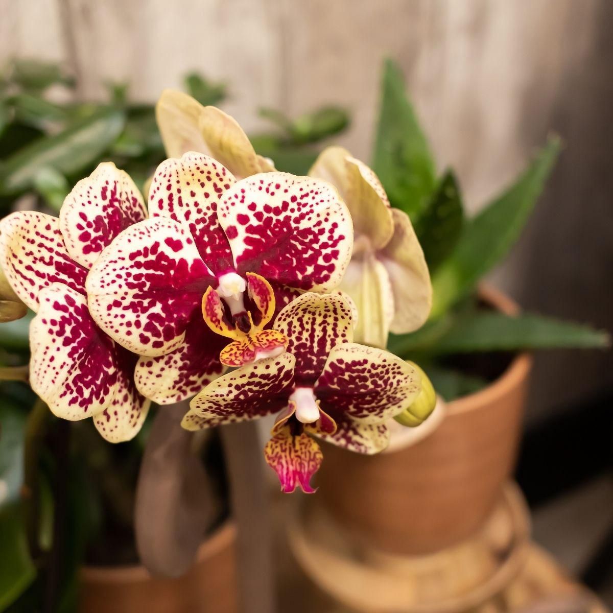 Phalaenopsis Orchideen Duo aus der Diamond Linie