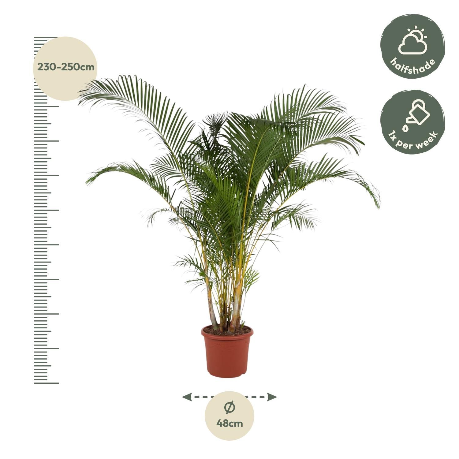Dypsis Lutescens Areca-Palme in großzügigem Blattwerk