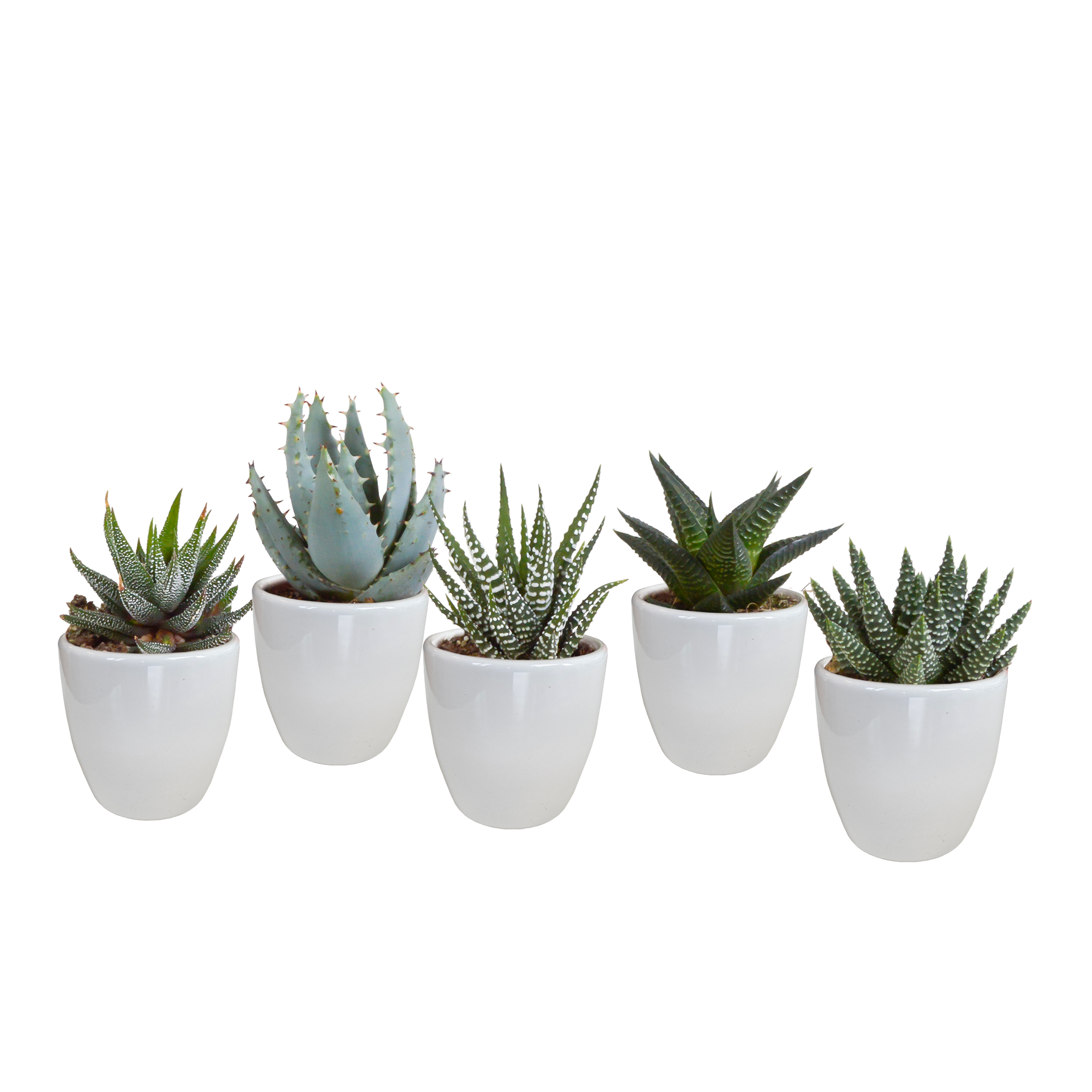 Gasteria und Haworthia Mix Zimmerpflanzen im weißen Topf