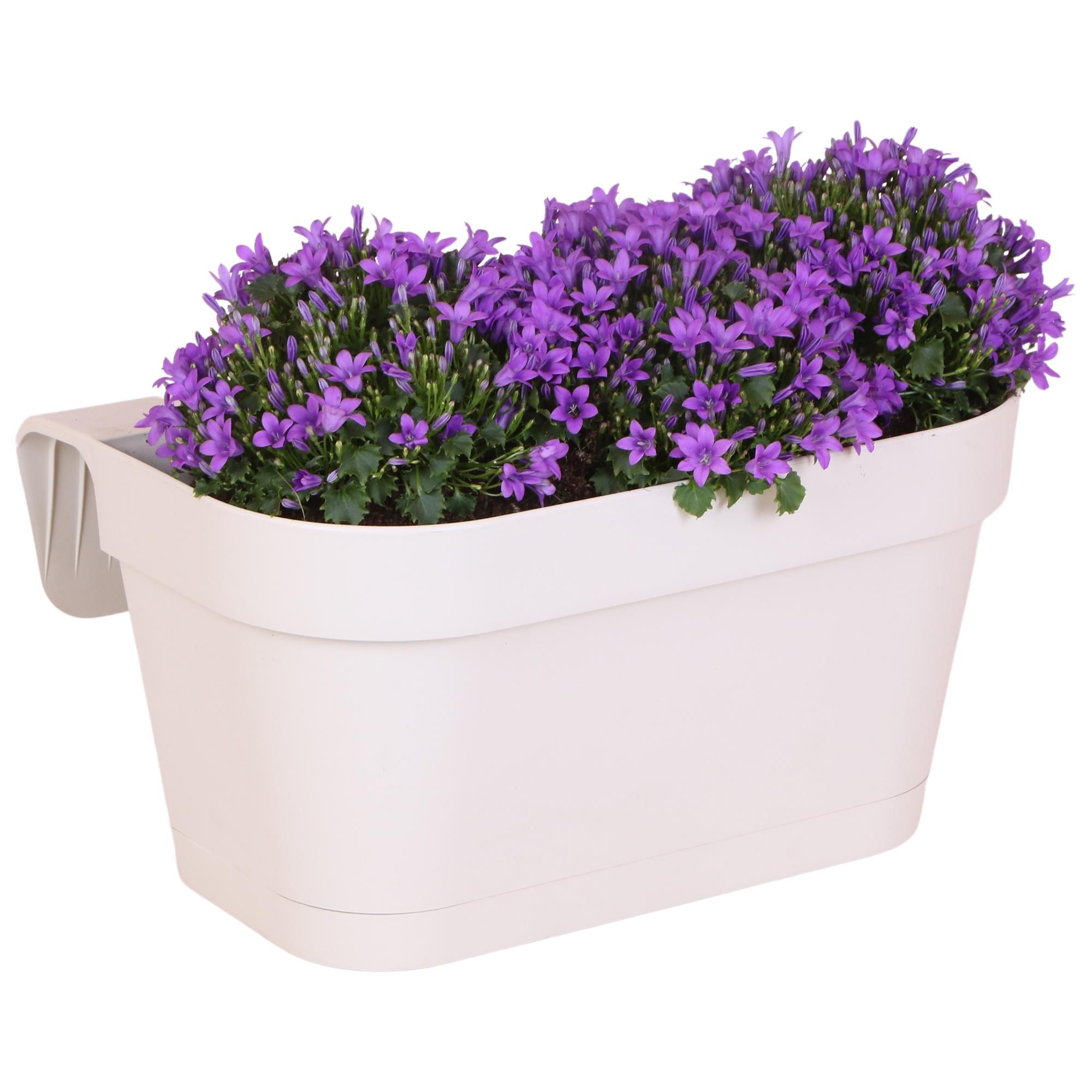 Weißer Balkonpflanzer mit Campanula Glockenblumen