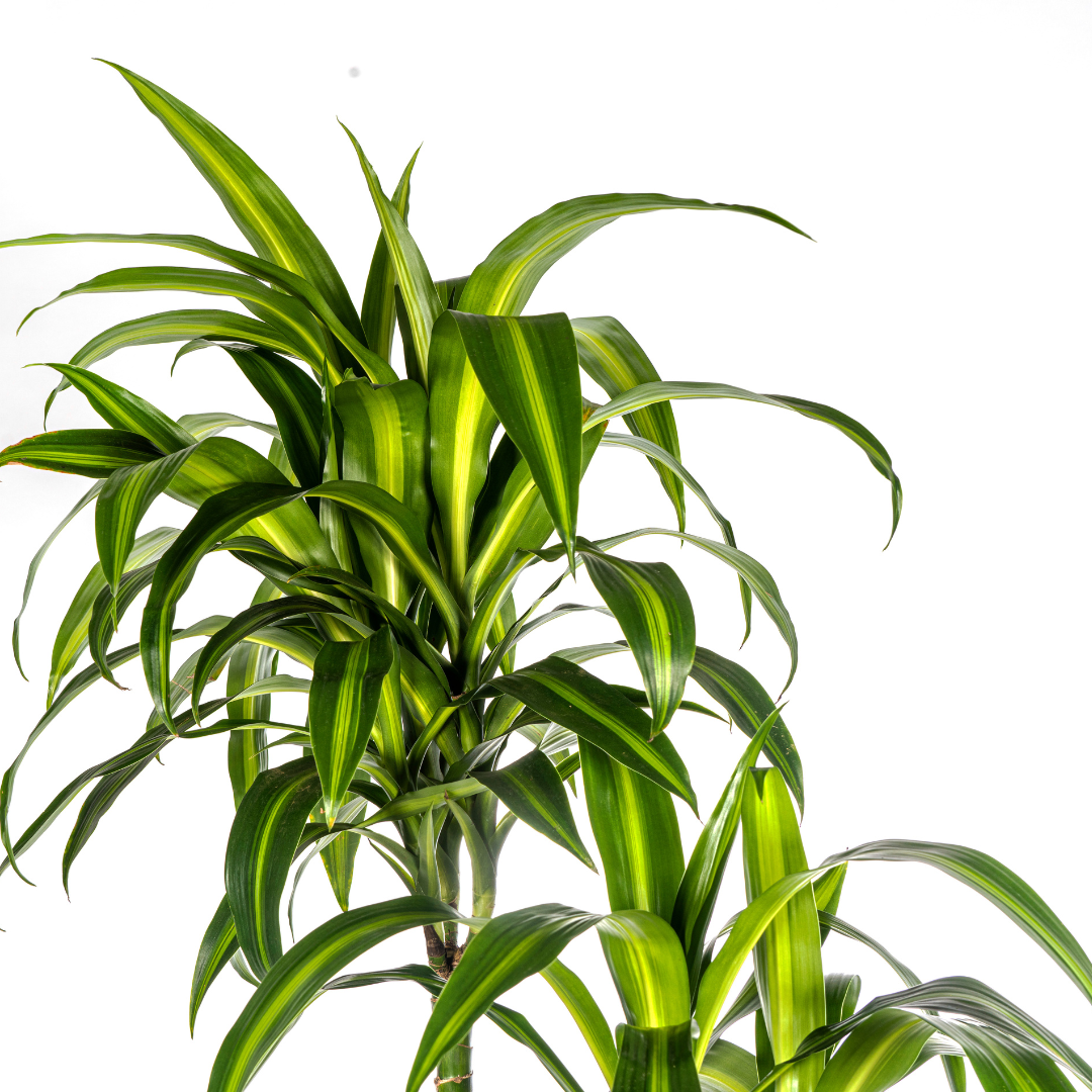 Drachenbaum Hawaiian Sunshine – Ø27cm | 1,70-1,90m Wuchshöhe