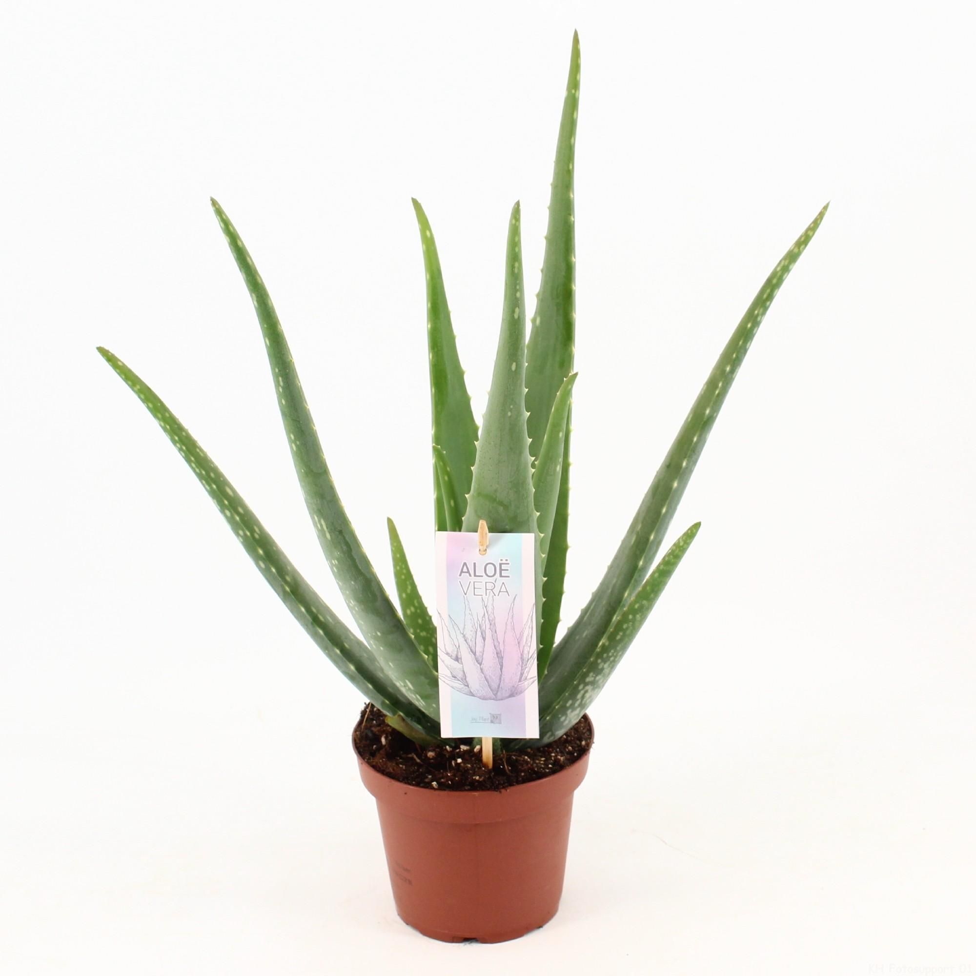 Aloe Vera Zimmerpflanze mit dicken, fleischigen Blättern