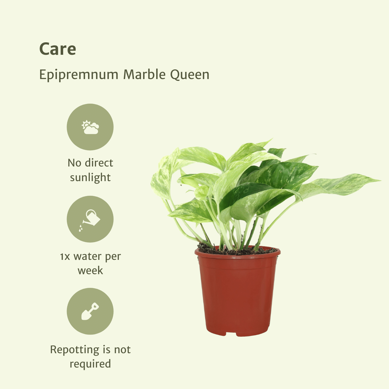 Epipremnum Marble Queen Zimmerpflanze