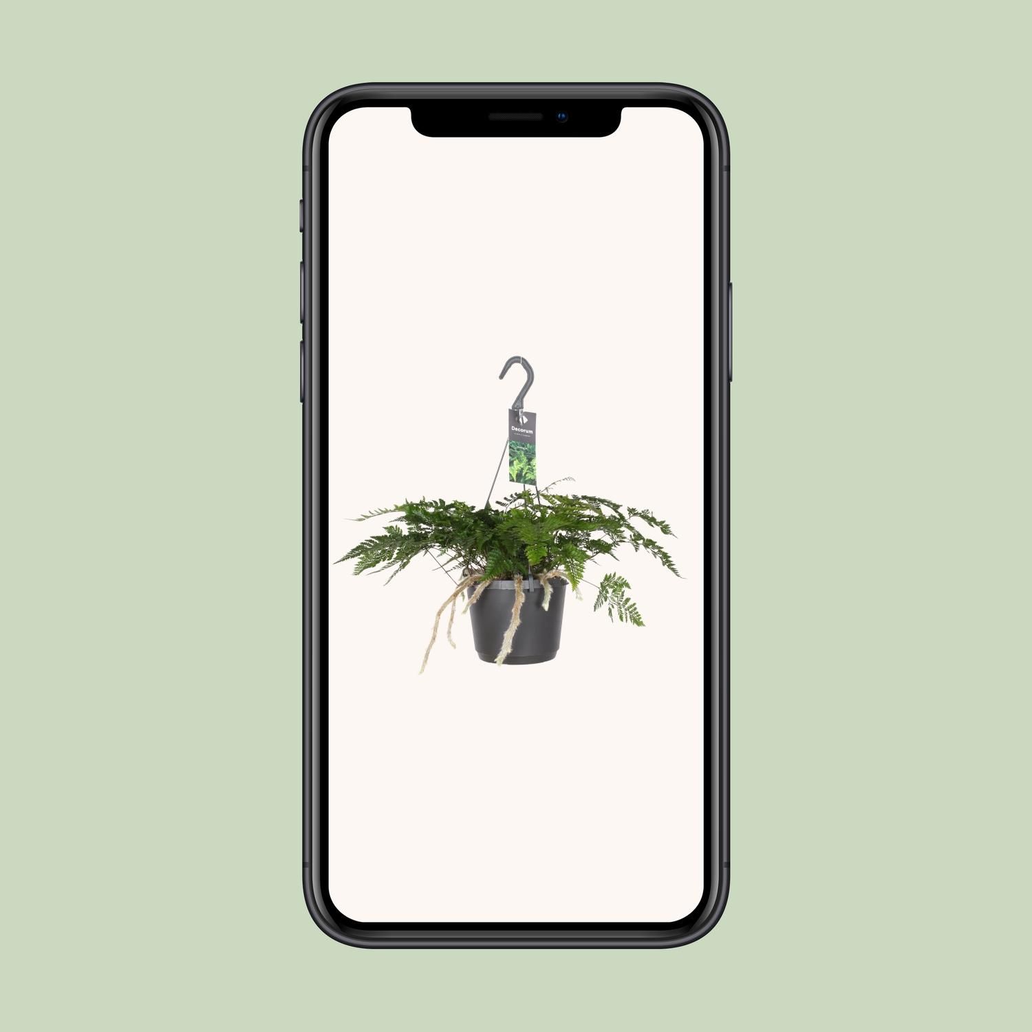 Humata Tyermannii | Ø 17cm | ↕ 20cm | Pflegeleicht