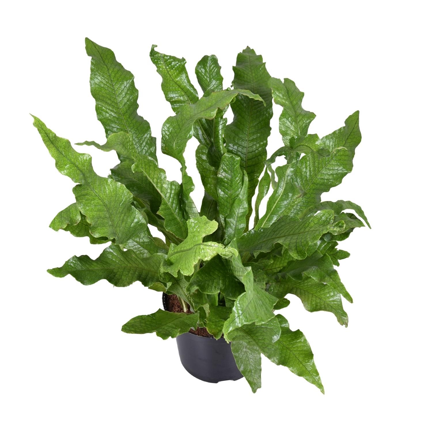 Eleganter Känguru-Farn Microsorum Diversifolium