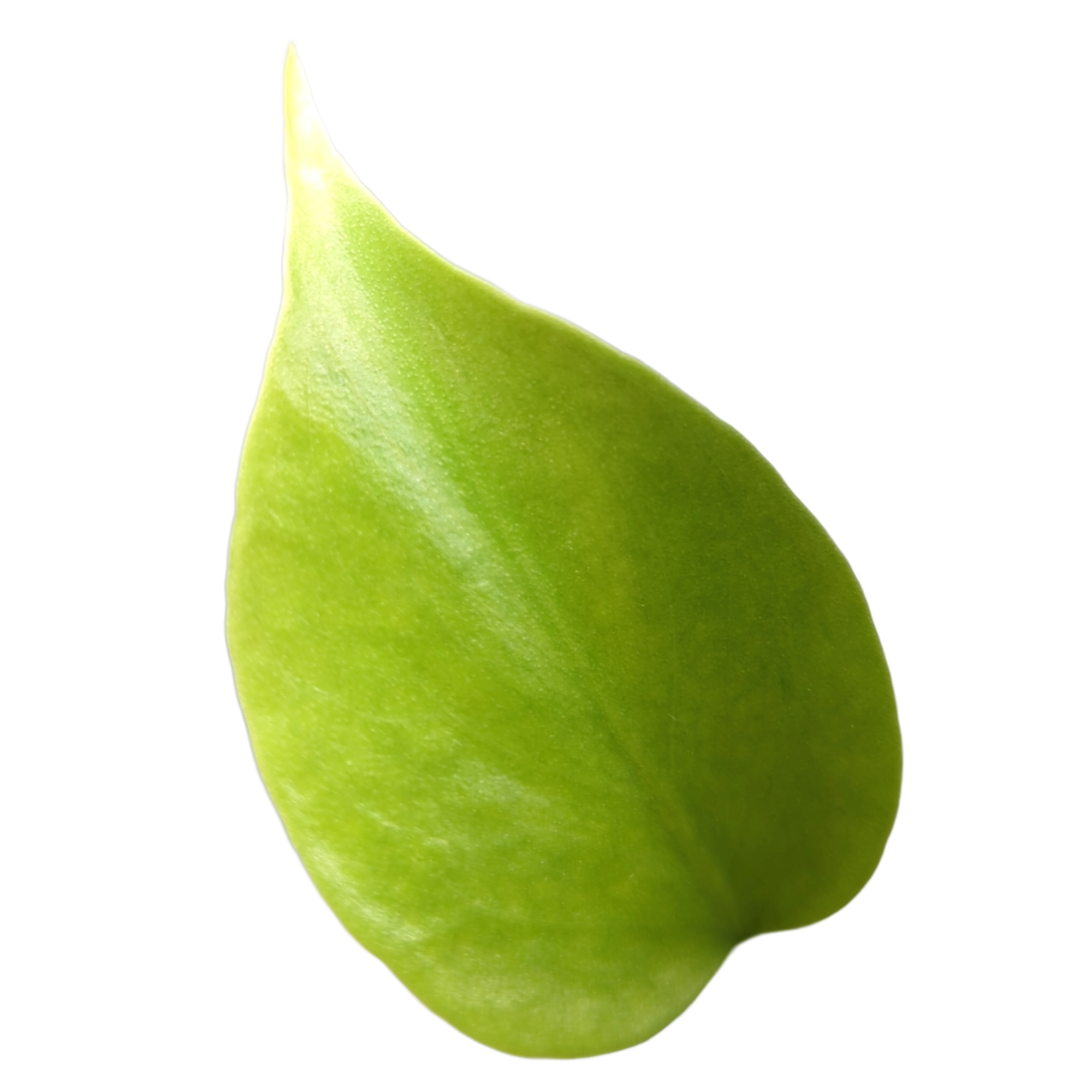 Monstera deliciosa