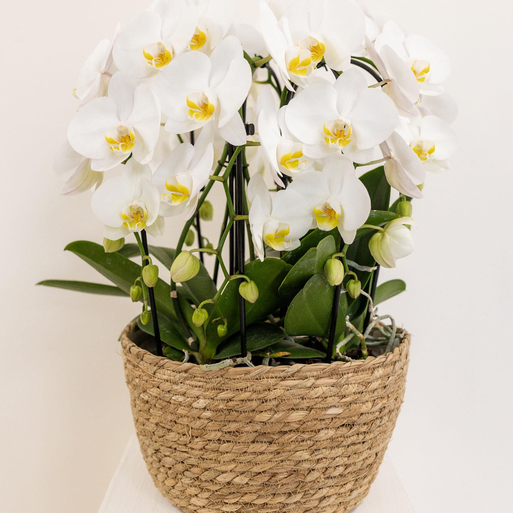 Orchideen Wassereinlage mit Wasserreservoir für Kolibri Bouquet