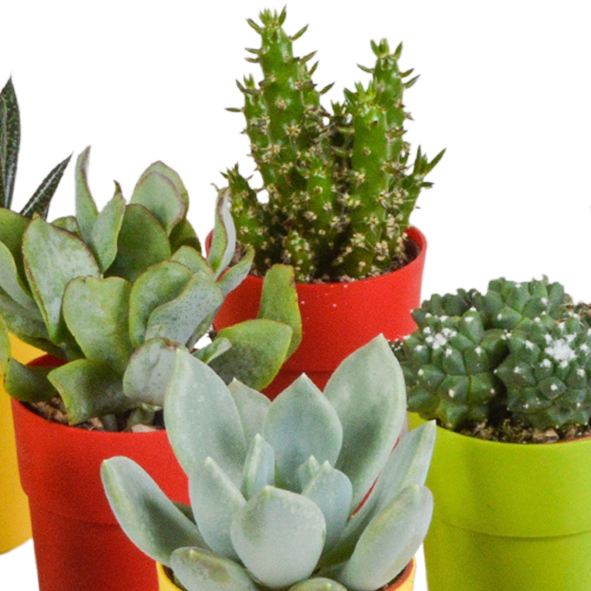 Bunte Cactus und Sukkulenten Mischung