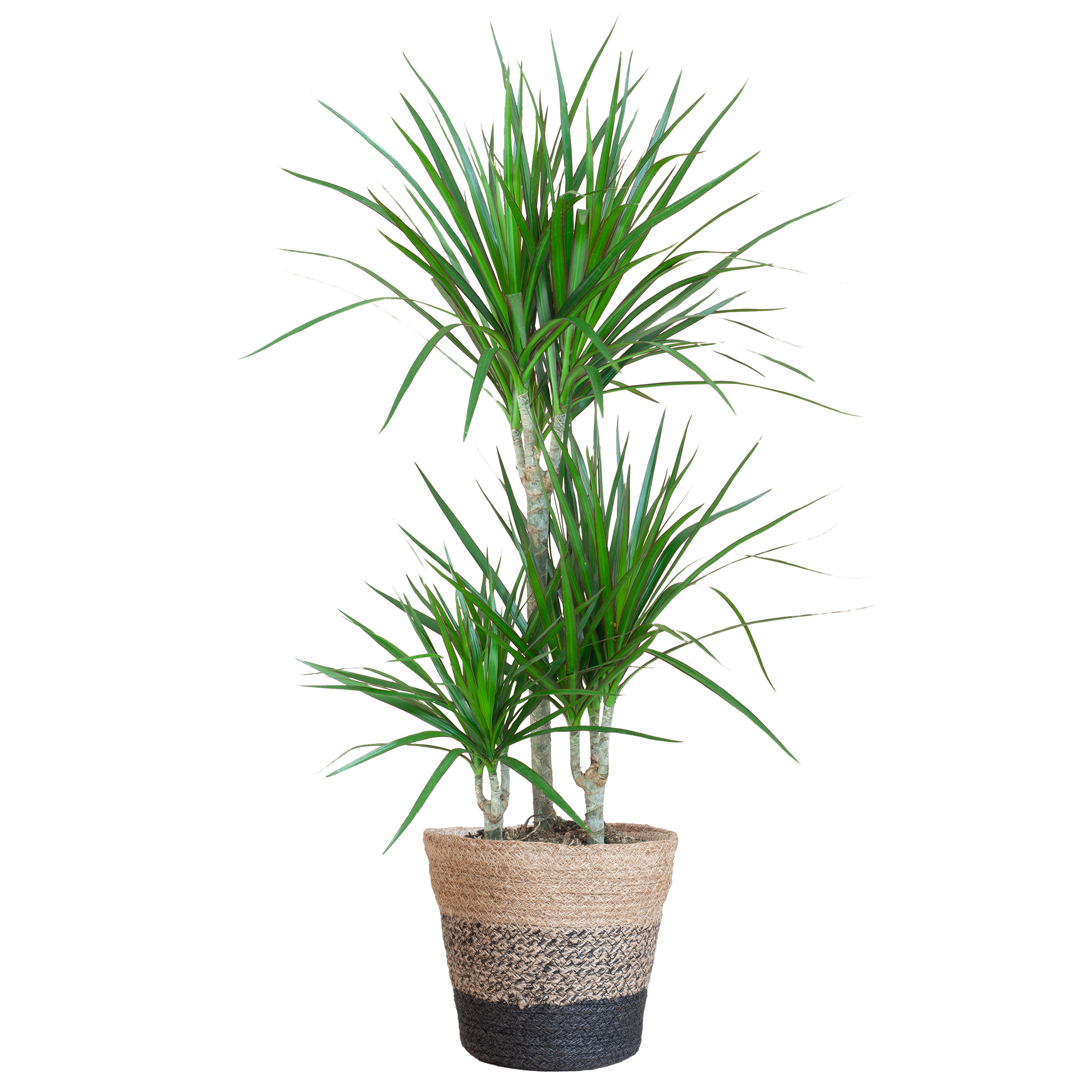 Dracaena Marginata Zimmerpflanze mit Lissabon Korb