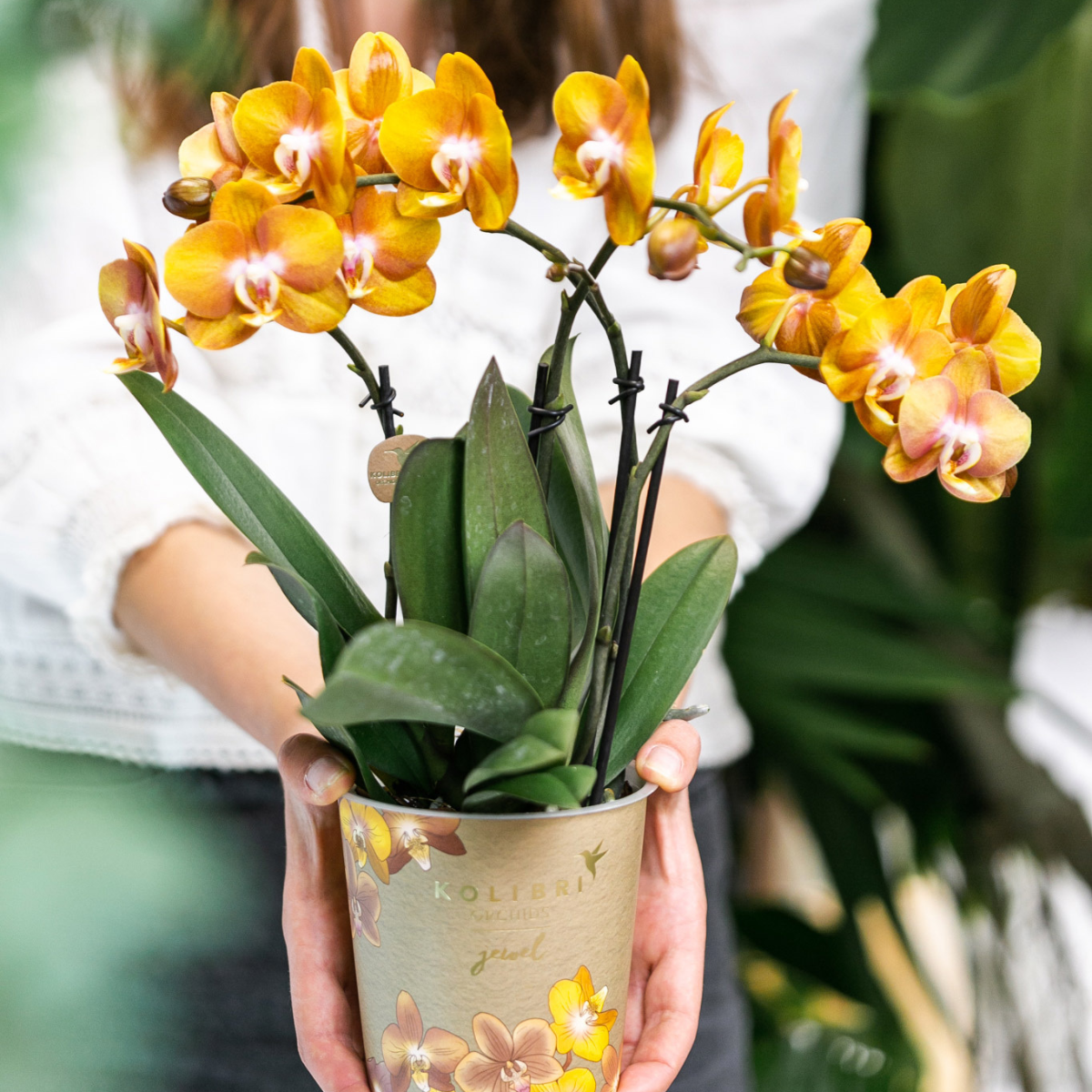Phalaenopsis Orchidee Las Vegas in goldenem Groove Topf