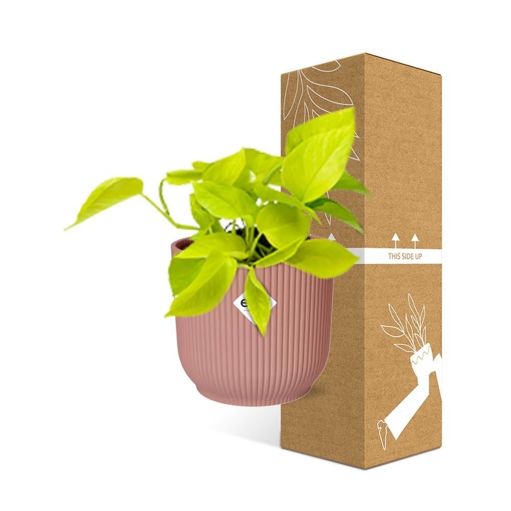 Goldener Efeutute Epipremnum Pinnatum in ELHO Vibes Fold Topf